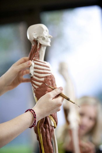Balanced Body Anatomy In 3D Uluslararası Eğitmen Sertifika Programı